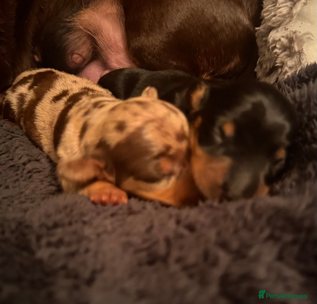 Miniature Dachshund dogs for sale: 🐾 miniature Dachshund females for sale🐾 - Image 1