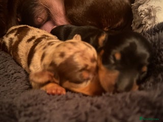 Miniature Dachshund dogs - Advert 33