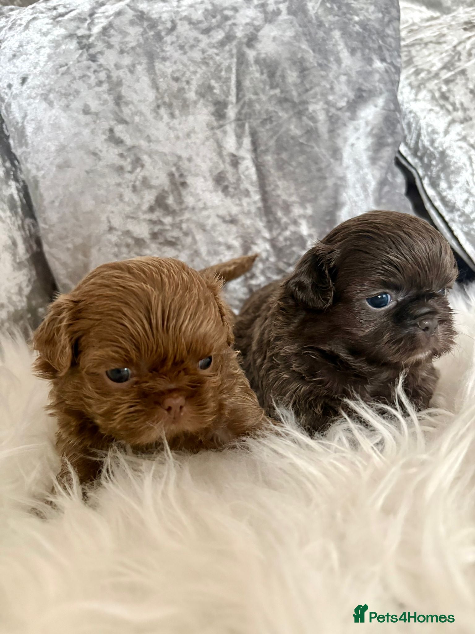 Shih Tzu dogs  Beautiful HEALTH TESTED KC Smoke & Pearl Puppies - Advert 14