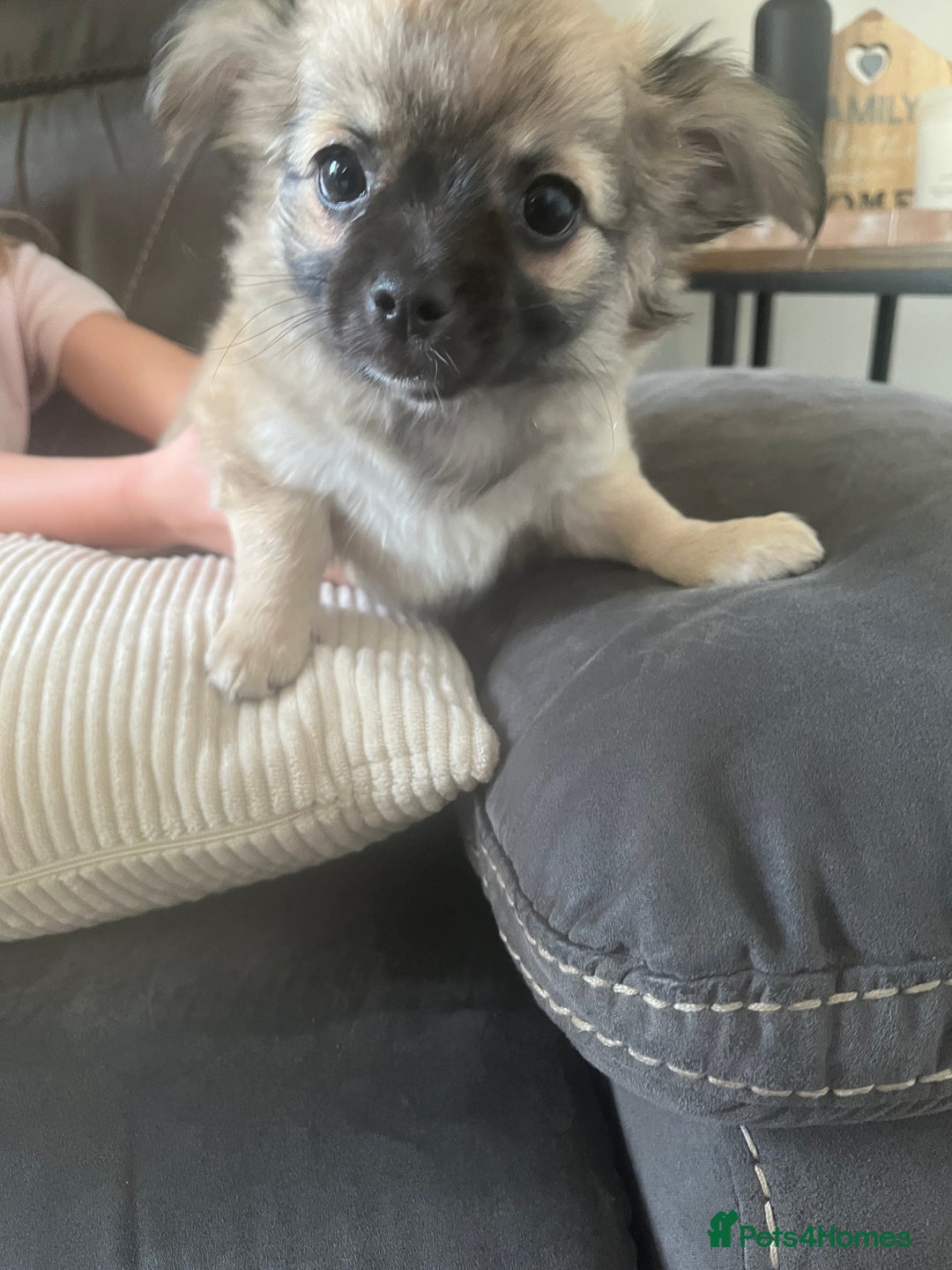 Chihuahua dogs for sale: Long haired chihuahuas READY TO LEAVE NOW. - Image 6