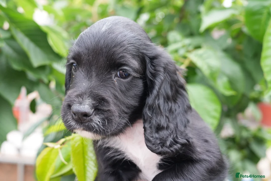 Cocker Spaniel dogs for sale:  Black male working cocker kc reg health tested - Advert 2
