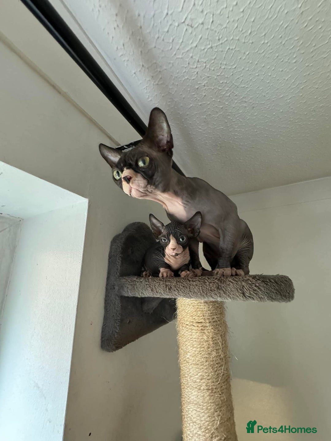 Sphynx cats for sale: Oscar  - Advert 1