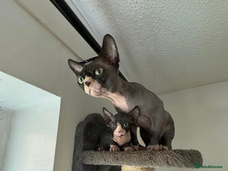 Sphynx cats Oscar - Advert 1