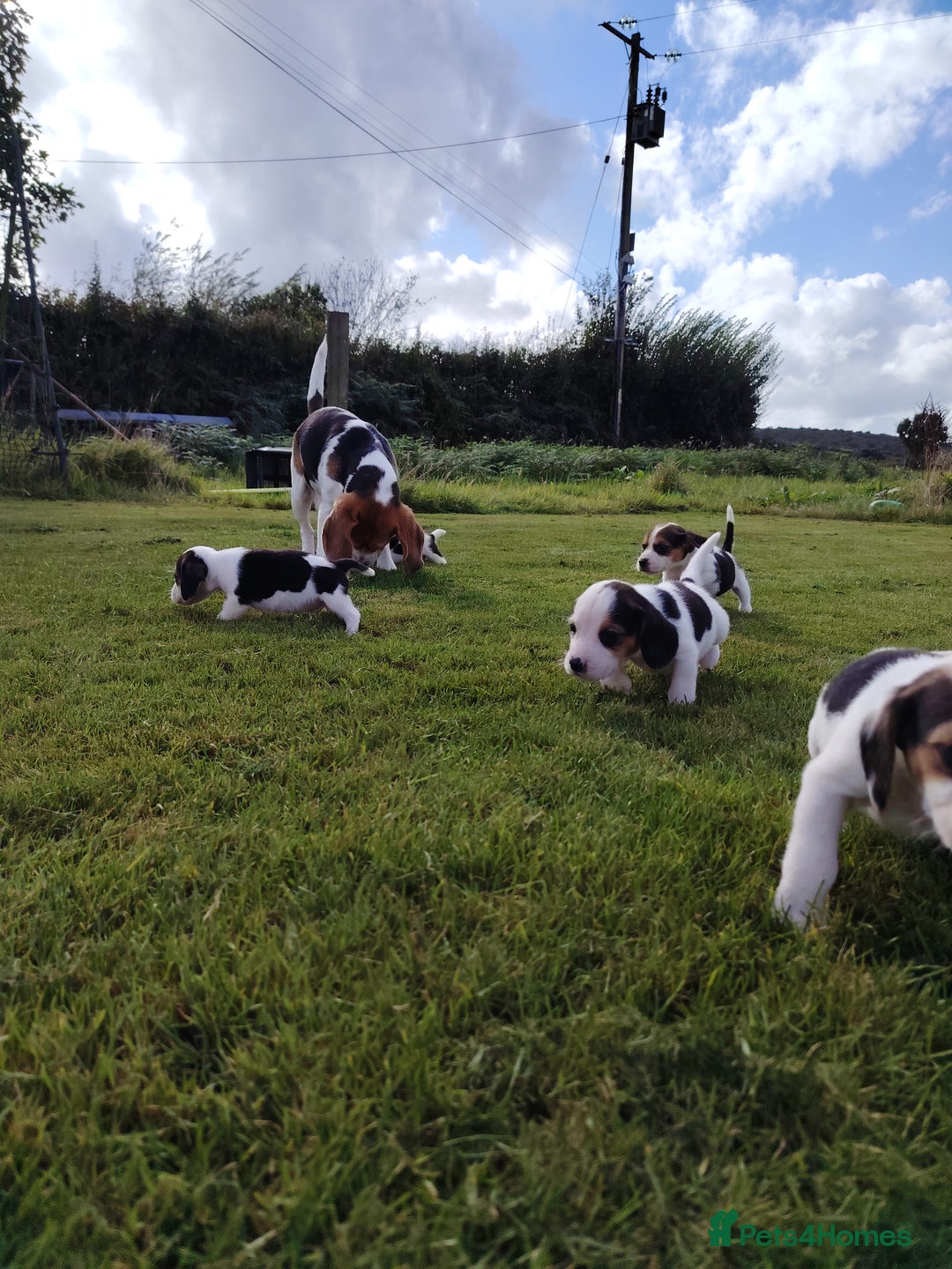 Beagle dogs for sale: 2 Gorgeous beagle puppies left - Image 9
