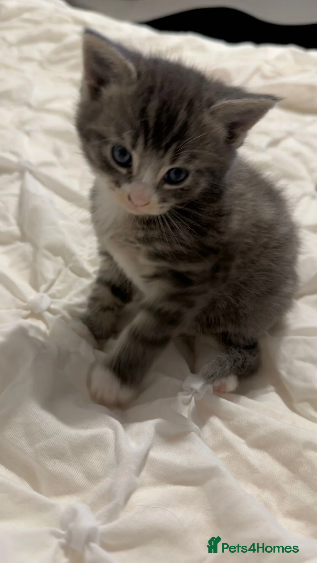 Maine Coon cats for sale: Outstanding Maine coon kittens! - Advert 9