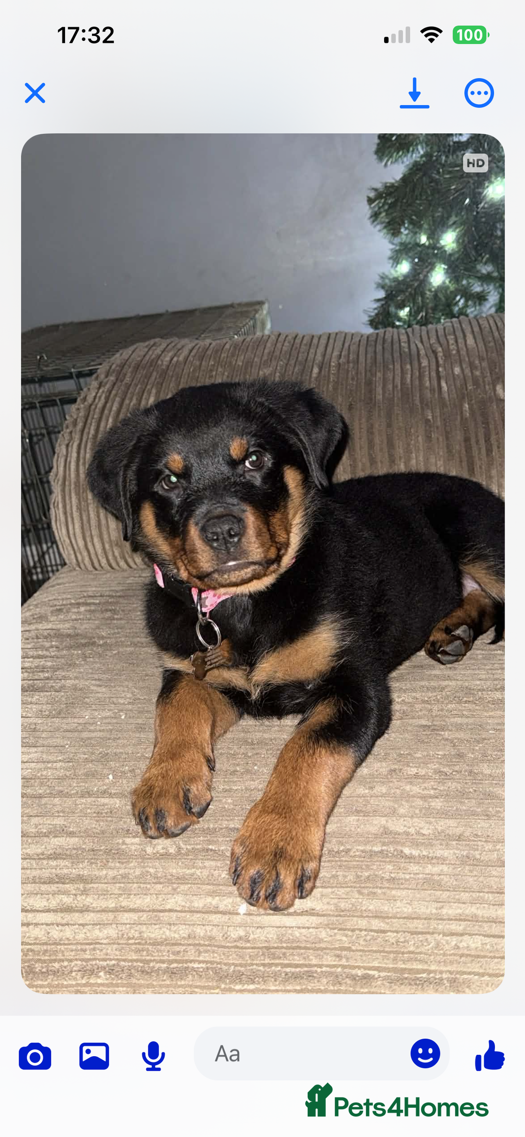 Rottweiler dogs for sale: Rottweiler puppies  - Advert 4