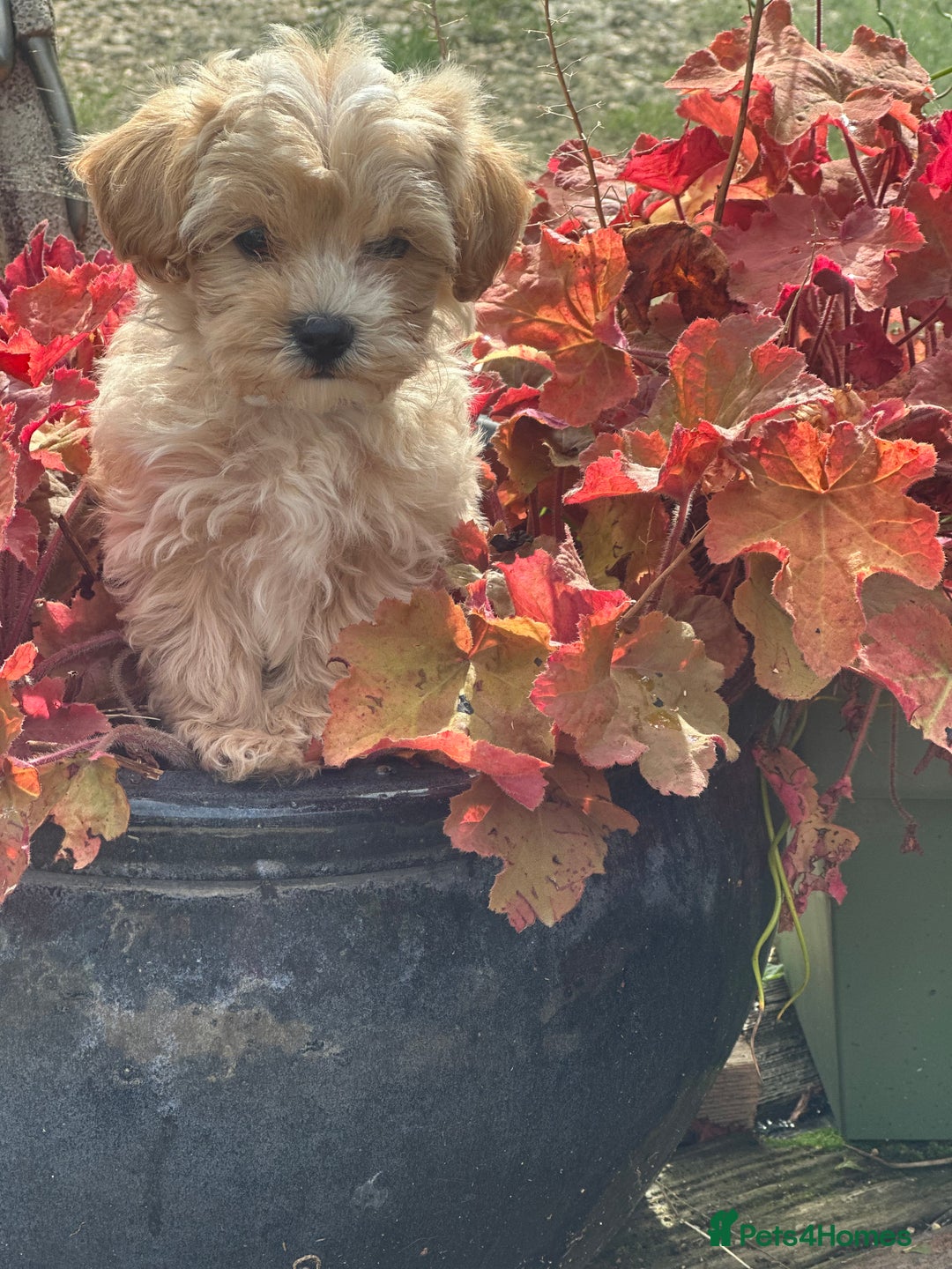 Maltipoo dogs for sale: F1 maltipoo - Image 12