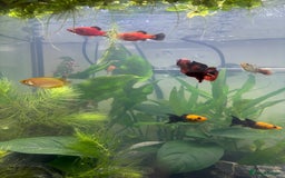 Plecos fish for sale: Koi Betta, livebearers & other fish… - Image 8