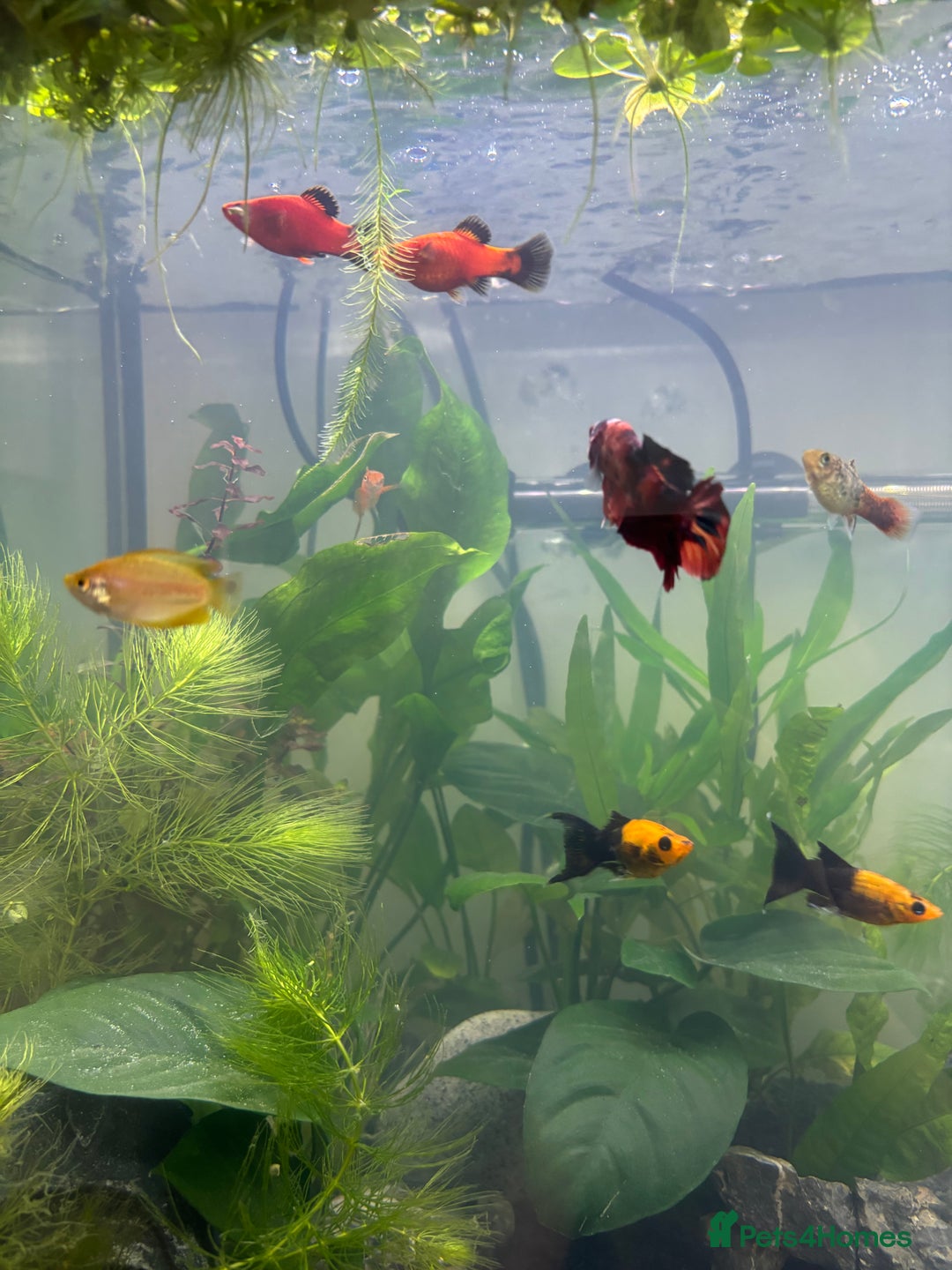 Plecos fish for sale: Koi Betta, livebearers & other fish… - Image 8