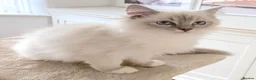 Ragdoll cats for sale: INDOOR GCCF REG CHOCOLATE LILAC RAGDOLL KITTENS - Advert 31