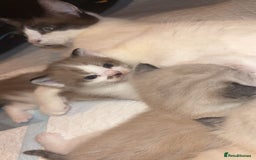 Ragdoll cats for sale: Ragdoll - Image 4