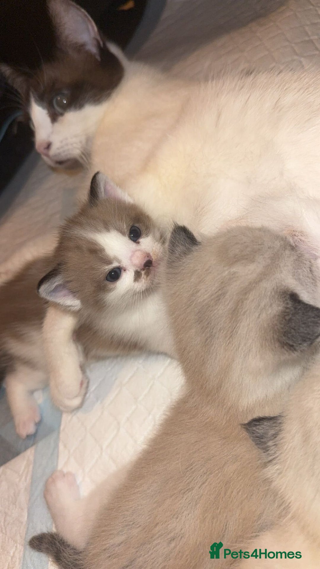 Ragdoll cats for sale: Ragdoll - Image 4