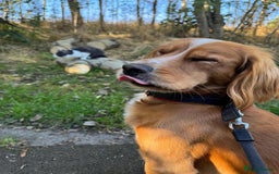 Cocker Spaniel dogs for sale: Beautiful, healthy and loving 2-year-old Cocker.  - Advert 5