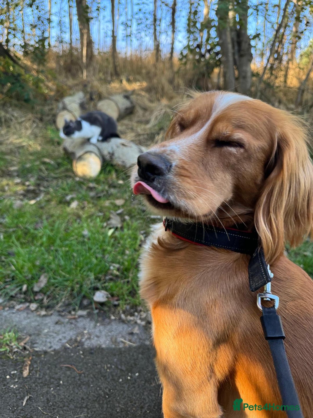 Cocker Spaniel dogs for sale: Beautiful, healthy and loving 2-year-old Cocker.  - Advert 5