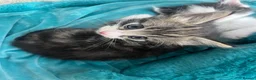 Maine Coon cats for sale: Maine Coon Kittens Looking for Homes 🐾 - Advert 7