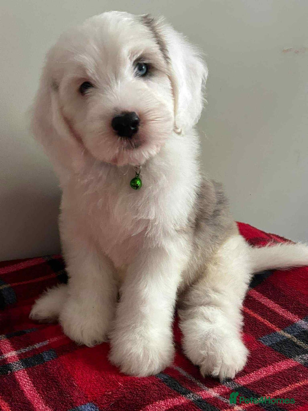 Sheepadoodle dogs for sale: unique midi sheepadoodle babies - Image 29