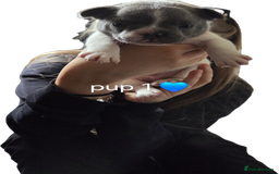 French Bulldog dogs for sale: 4 french bulldog pups - Image 1