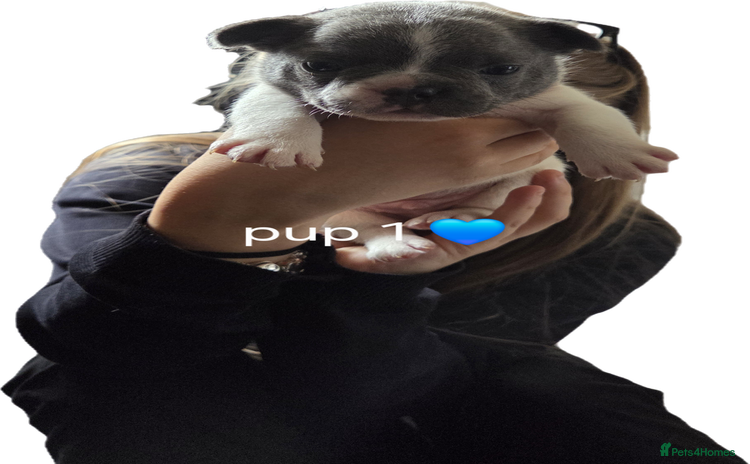 French Bulldog dogs - Advert 5