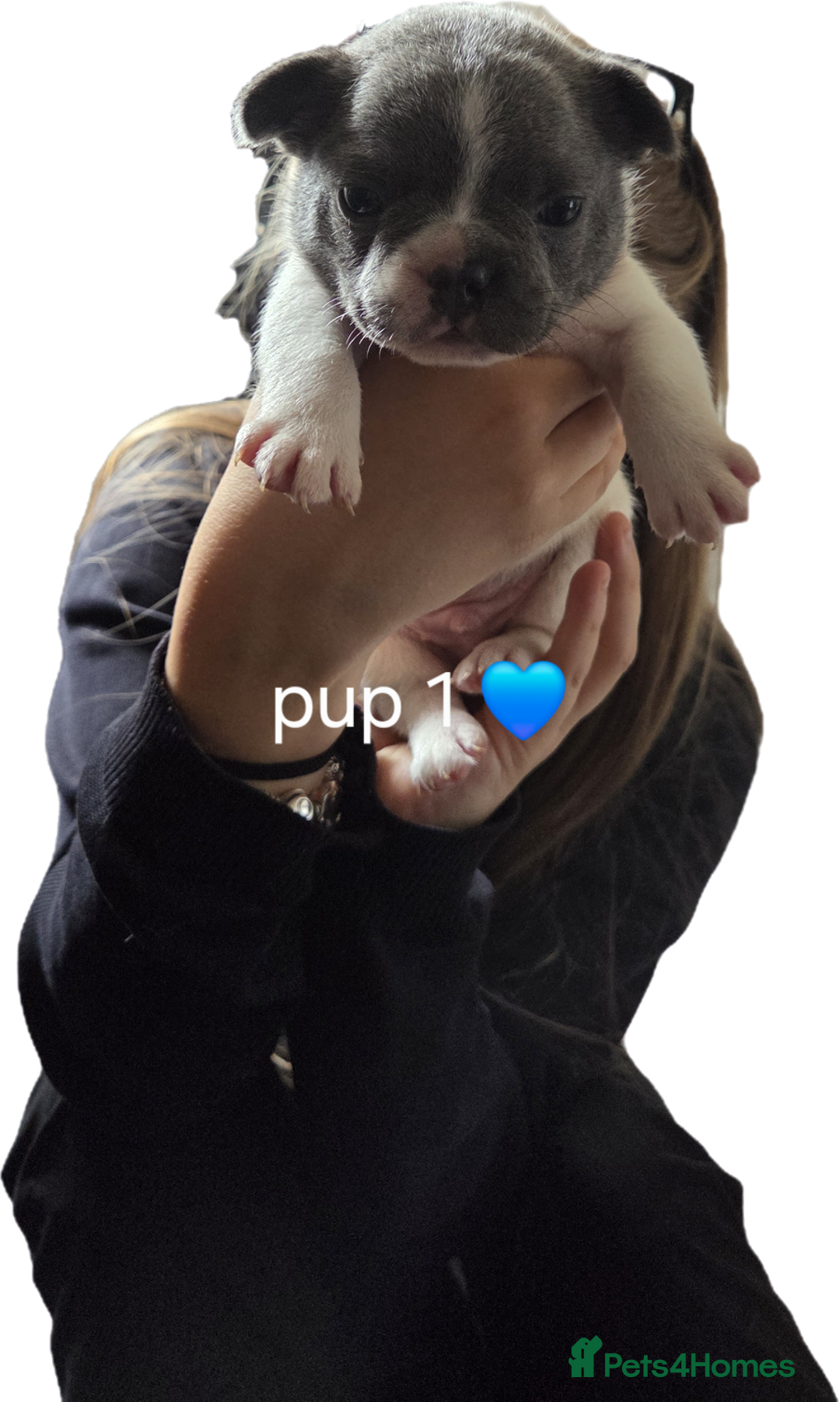 French Bulldog dogs for sale: 4 french bulldog pups - Image 1