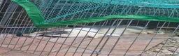 Mixed Breed rabbits for sale: Mini lop and mini lops x rex - Advert 2