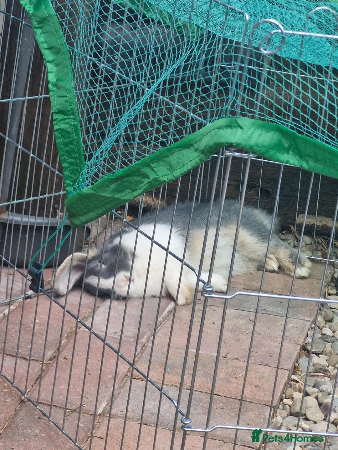 Mixed Breed rabbits for sale: Mini lop and mini lops x rex - Advert 2