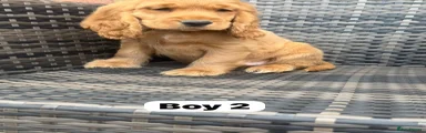 Cocker Spaniel 2