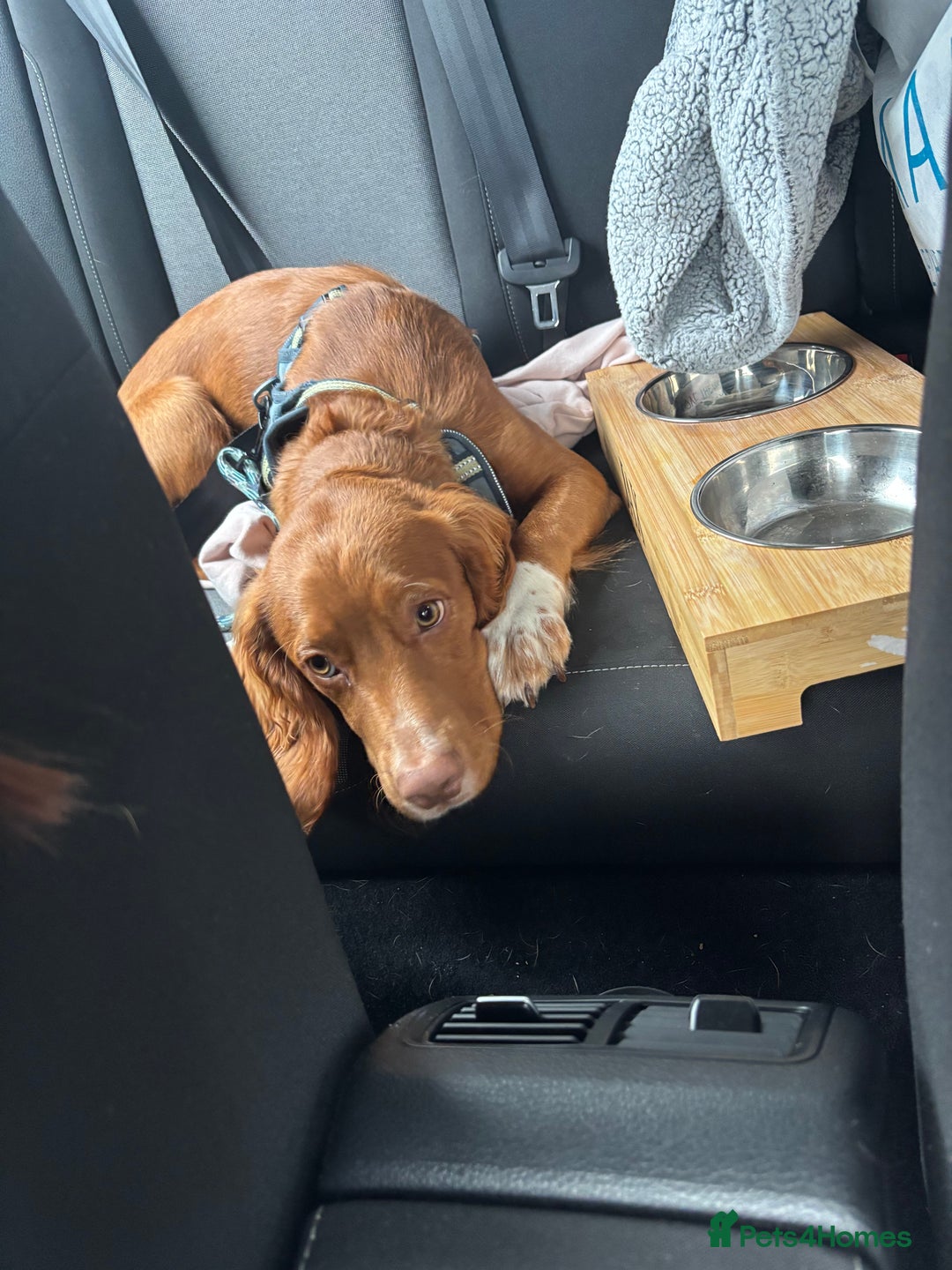 Cocker Spaniel dogs for sale: cocker spaniel  - Image 4