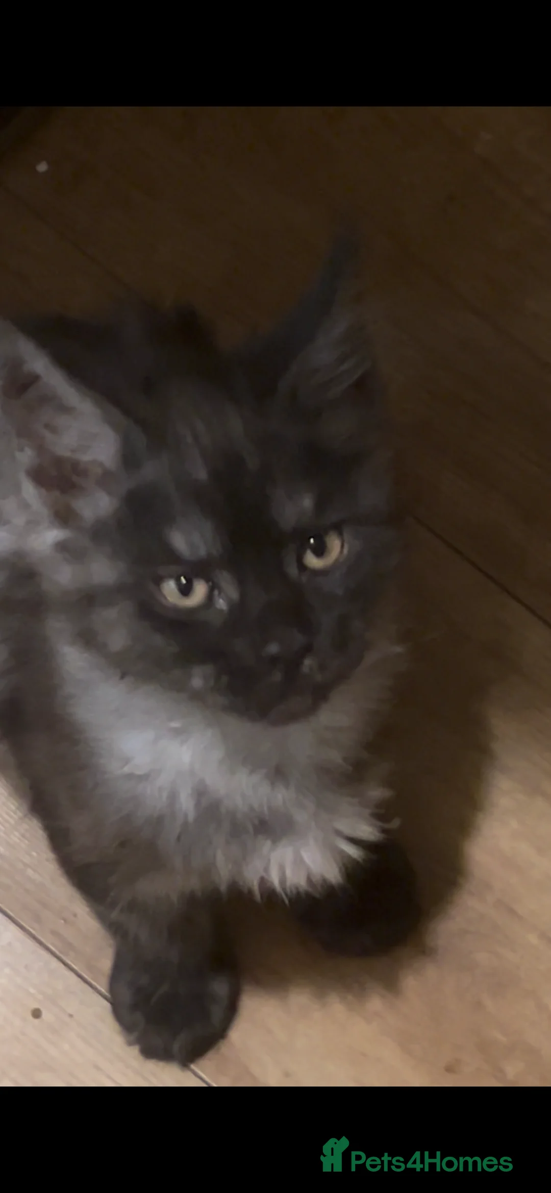 Maine Coon cats for sale:  5 BEAUTIFUL MAINECOON RUSSIAN LINE KITTENS LEFT  - Advert 1