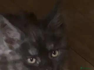 Maine Coon cats 5 BEAUTIFUL MAINECOON RUSSIAN LINE KITTENS LEFT - Advert 18