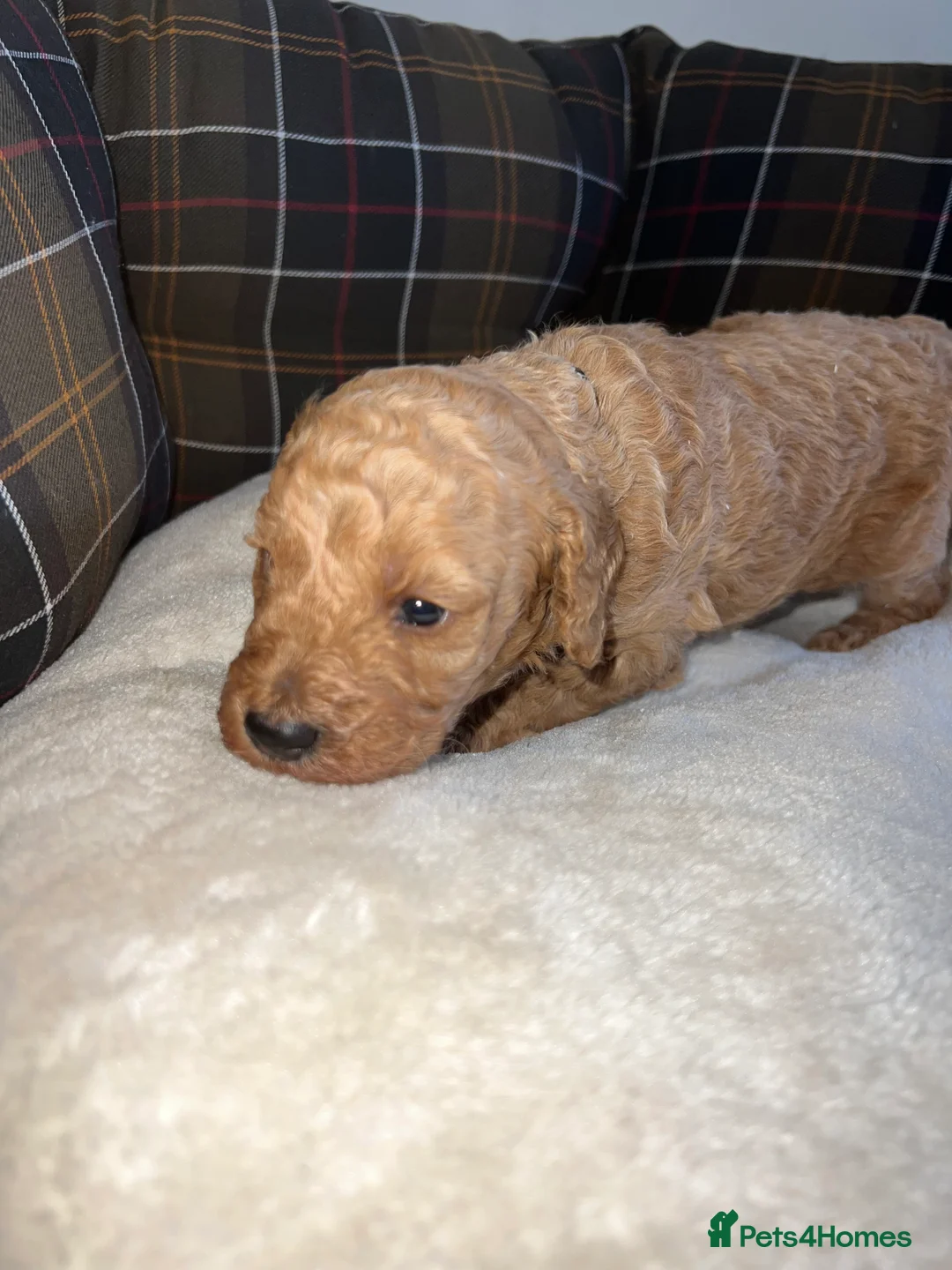 Poodle dogs for sale: 🐶🐶🐶TOY POODLES for sale🐶🐶🐶 - Advert 33