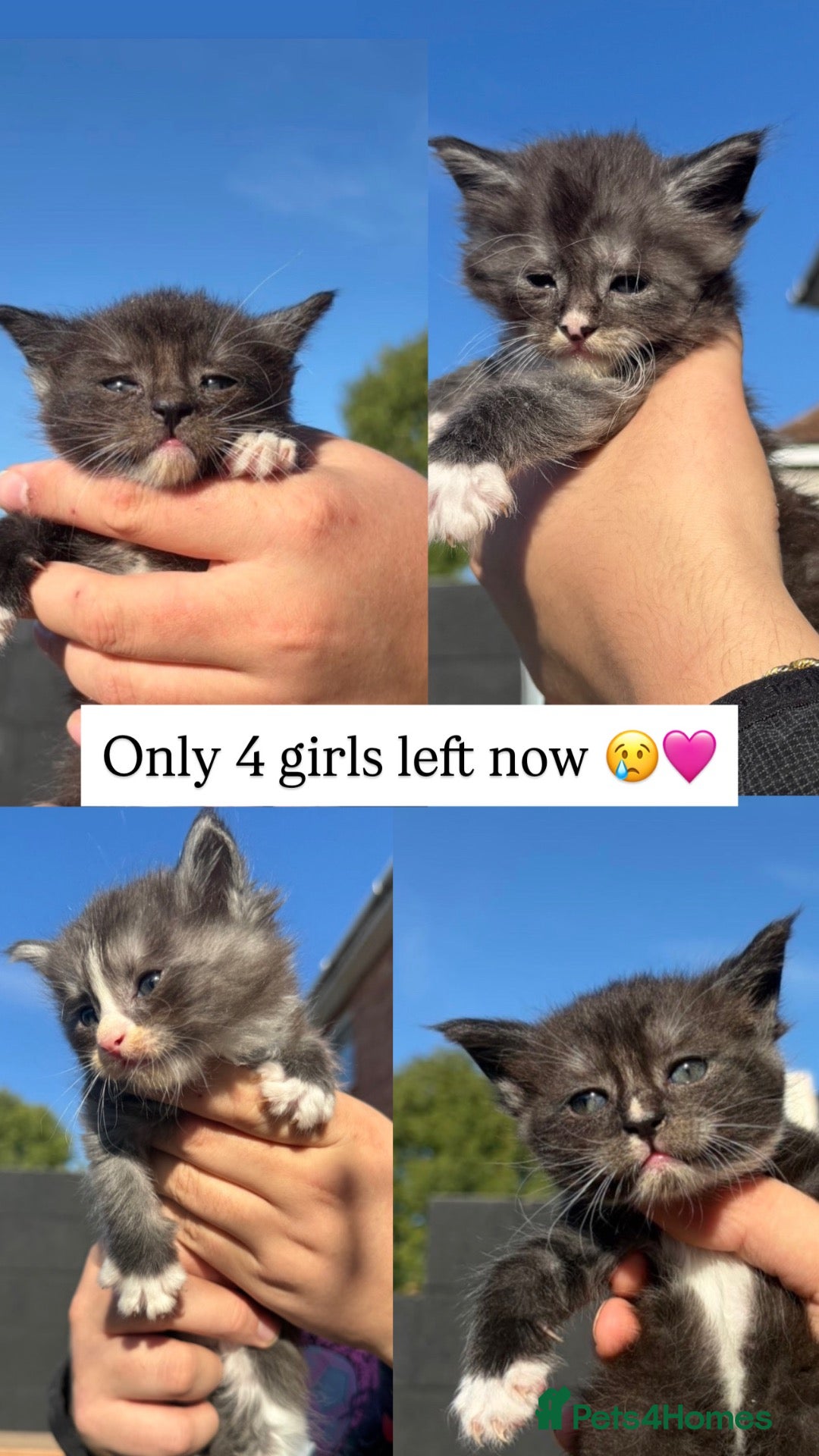Maine Coon cats Maine coon kittens tica reg - Advert 11