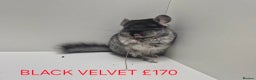 Chinchilla rodents for sale: STUNNING BABIES CHINCHILLA MIX COLOURS AND GENDER  - Advert 7