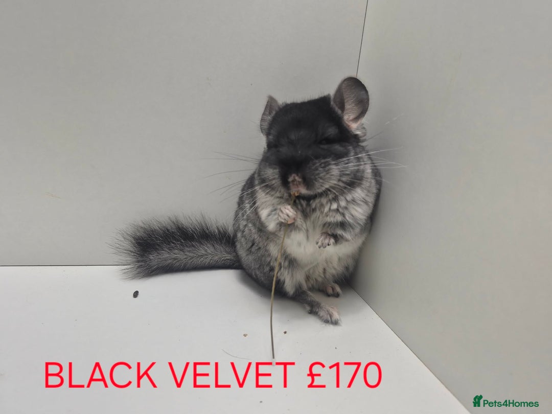 Chinchilla rodents for sale: STUNNING BABIES CHINCHILLA MIX COLOURS AND GENDER  - Advert 7