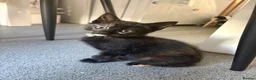 Mixed Breed cats for sale: 4 Kittens for Sale. Ready for Their Forever Homes - Advert 5