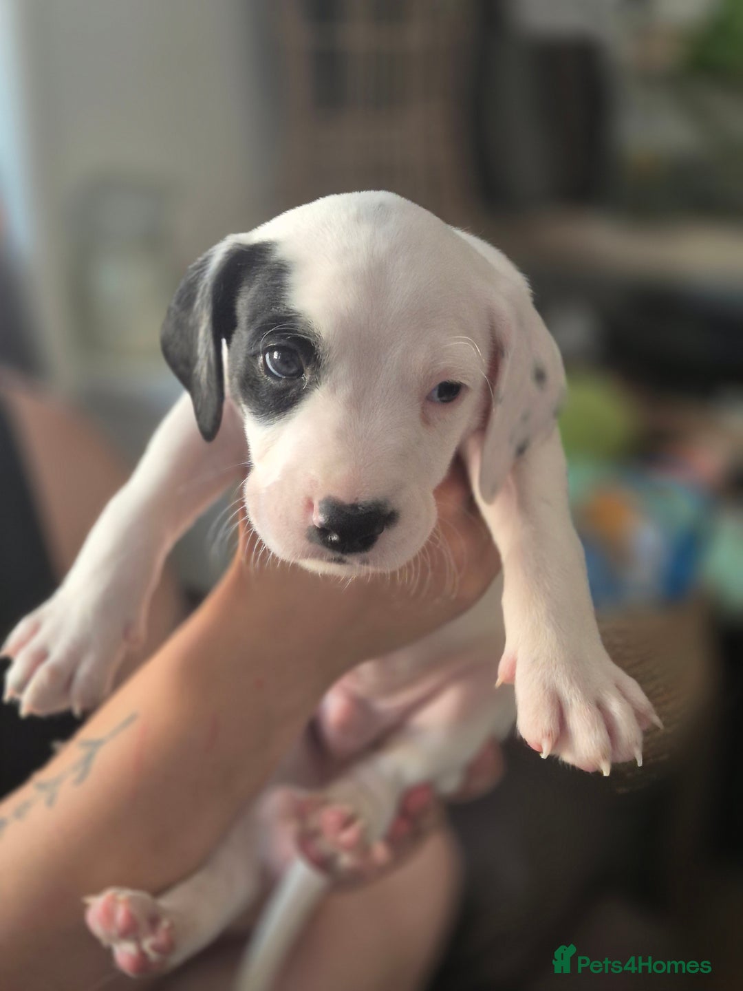 Staffordshire Bull Terrier dogs for sale: Staffie x Cockapoo puppies - Image 4