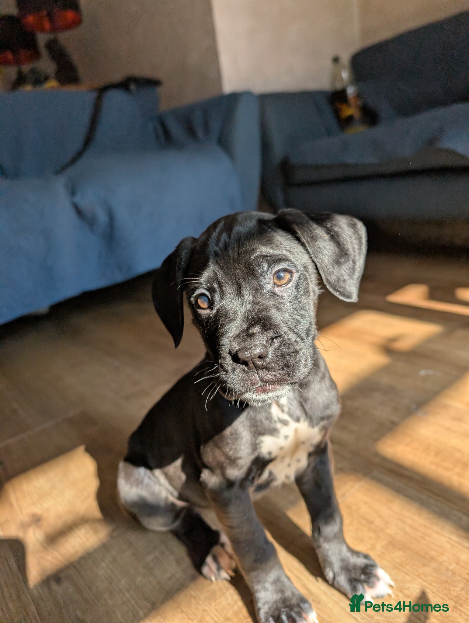 Mixed Breed dogs dog de bordeaux mixed cross dalmatian  - Advert 4