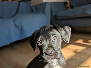 Mixed Breed dogs dog de bordeaux mixed cross dalmatian - Advert 4