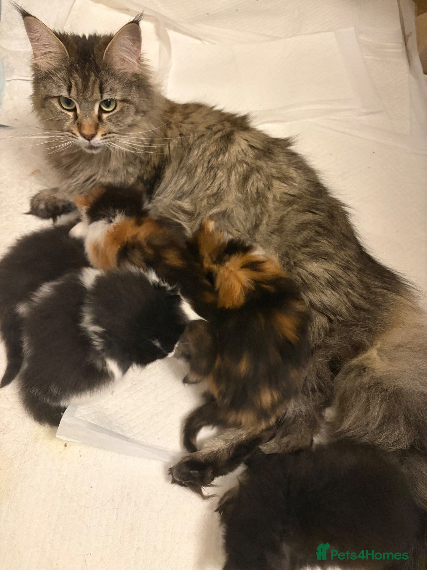 Maine Coon cats Rainbow litter - Advert 2