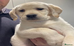 Labrador Retriever dogs for sale: READY NOW - Beautiful Show Type Labrador Puppies - Image 1