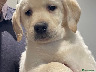 Labrador Retriever dogs - Advert 1