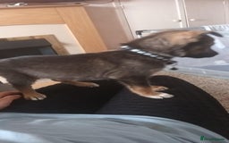 Mixed Breed dogs for sale: Gorgeous German shepherd x puppies  - Image 11