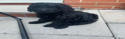 Cavapoo dogs for sale: READY NOW Beautiful f1b black Cavapoos DNA Clear  - Advert 12
