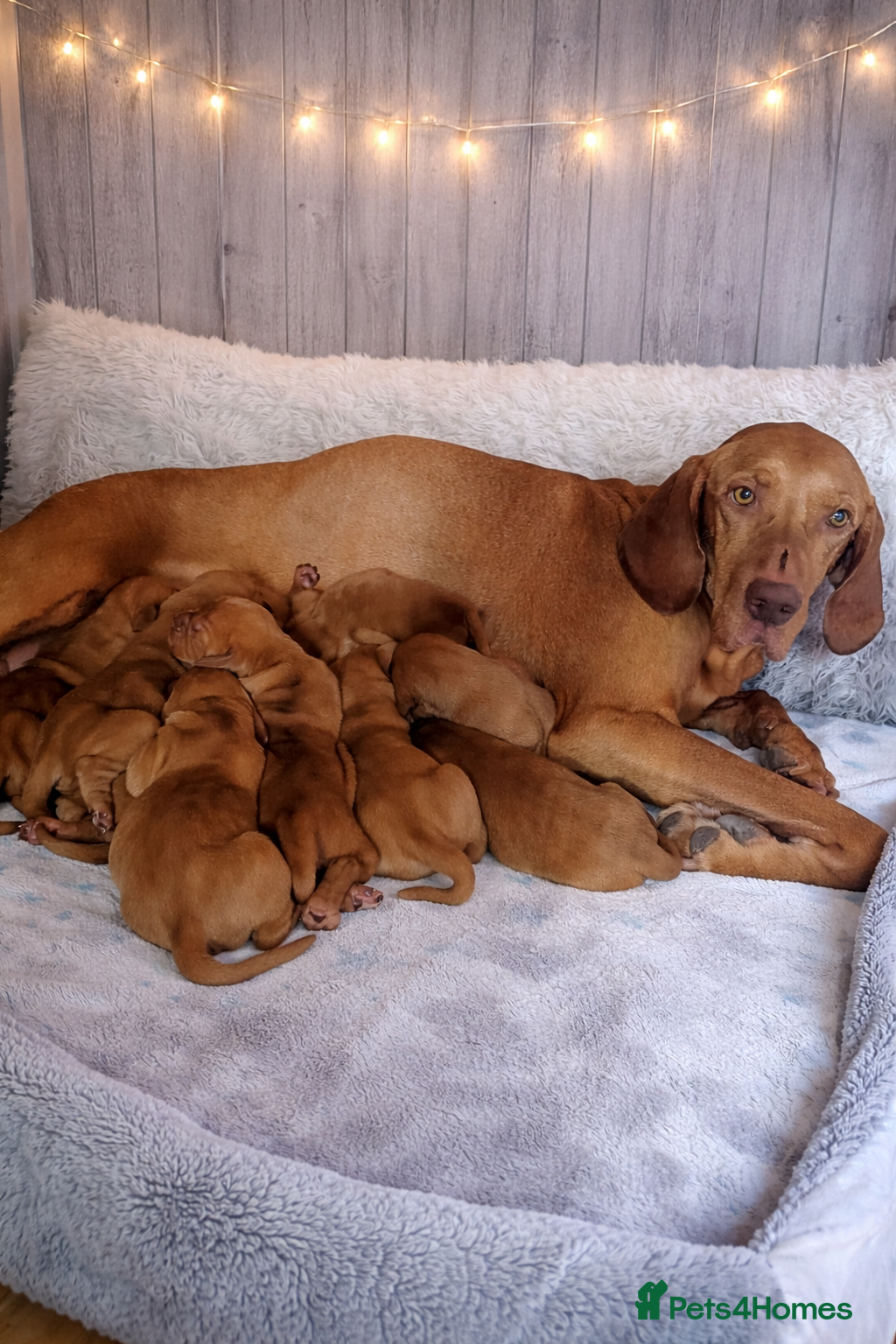 Hungarian Vizsla dogs Hungerian Viszla Puppies 🐶😍  - Advert 9