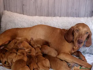 Hungarian Vizsla dogs Hungerian Viszla Puppies 🐶😍 - Advert 9