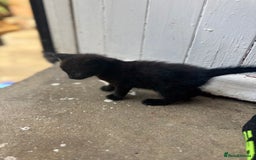 European cats for sale: Kittens  - Image 3