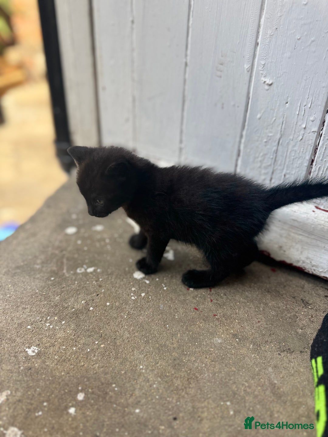 European cats for sale: Kittens  - Image 3