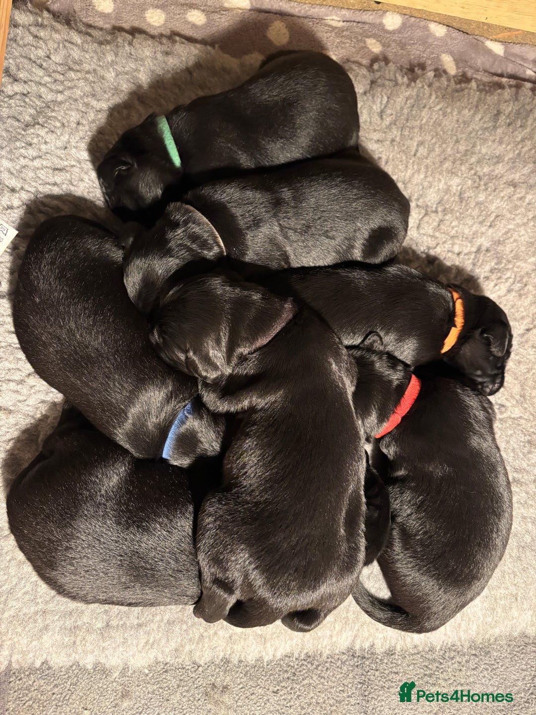 Mixed Breed dogs for sale: Flat Coat x Golden + Flat Coat x Labrador Puppies  - Advert 2