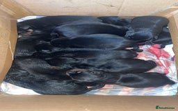 Mixed Breed dogs for sale: Corso weilers  - Image 4