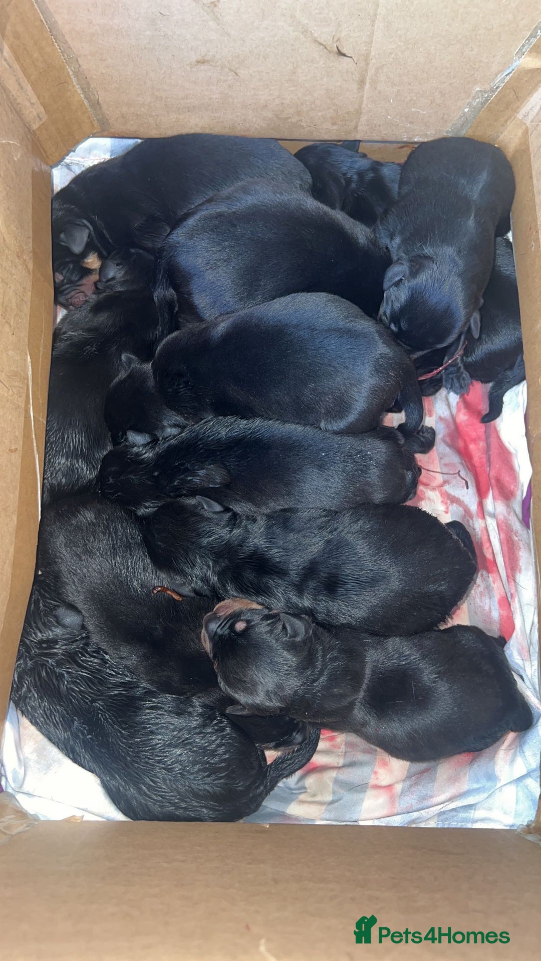 Mixed Breed dogs for sale: Corso weilers  - Image 4