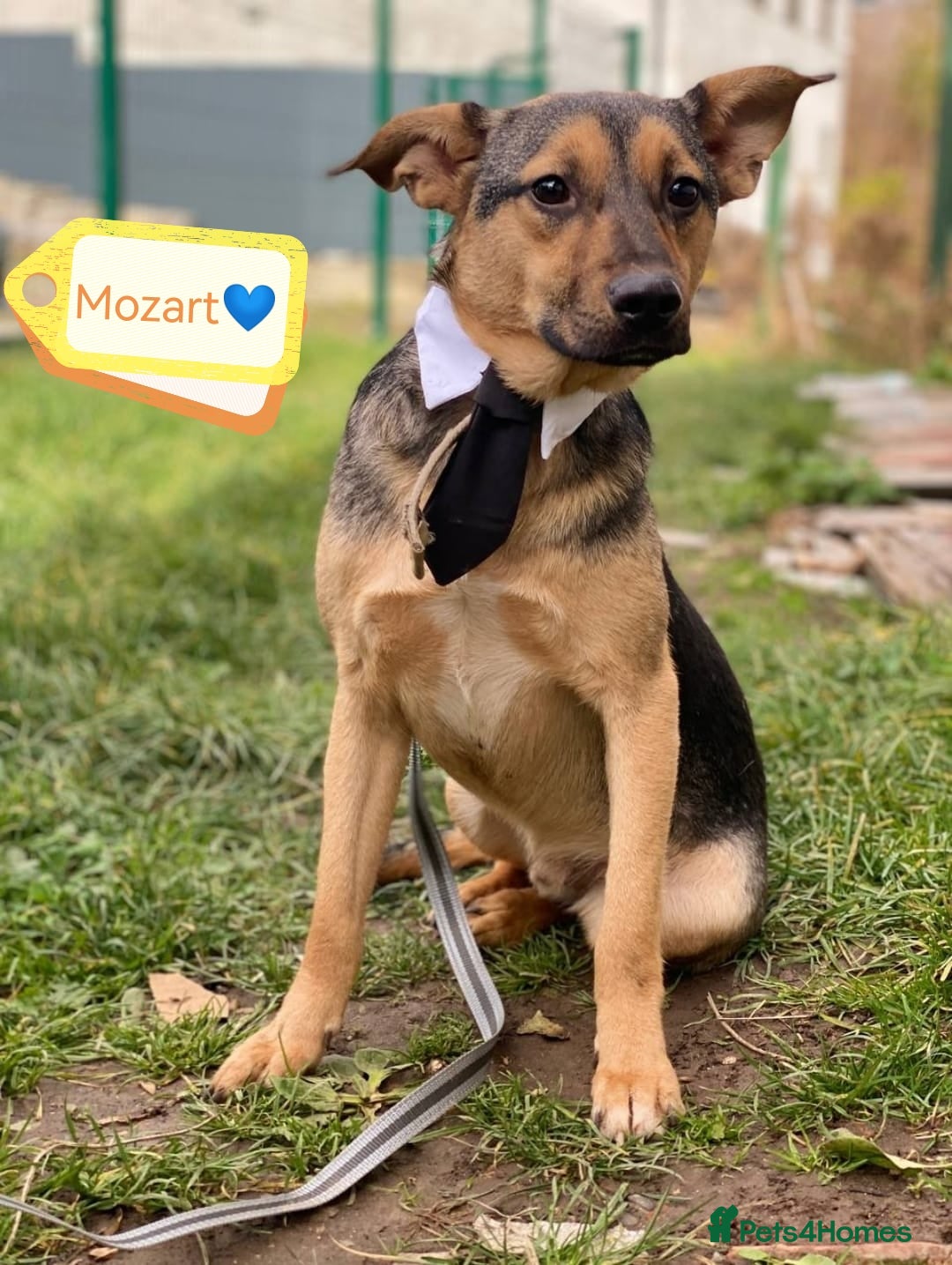 Mixed Breed dogs for adoption: 💙🐶 MOZART 🐶💙 - Advert 2